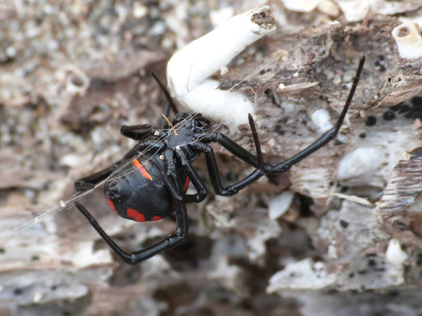 Latrodectus tredecinguttatus - Ostia (RM)